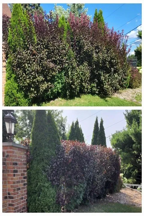 Custom lawn care service in Chicago, IL - Back of the Yards Group