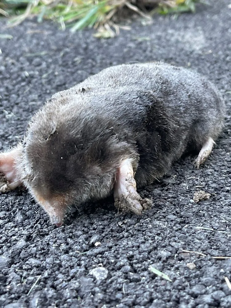 Trusted lawn mowing service in Indianapolis, IN - Back to Basics Fertilizer