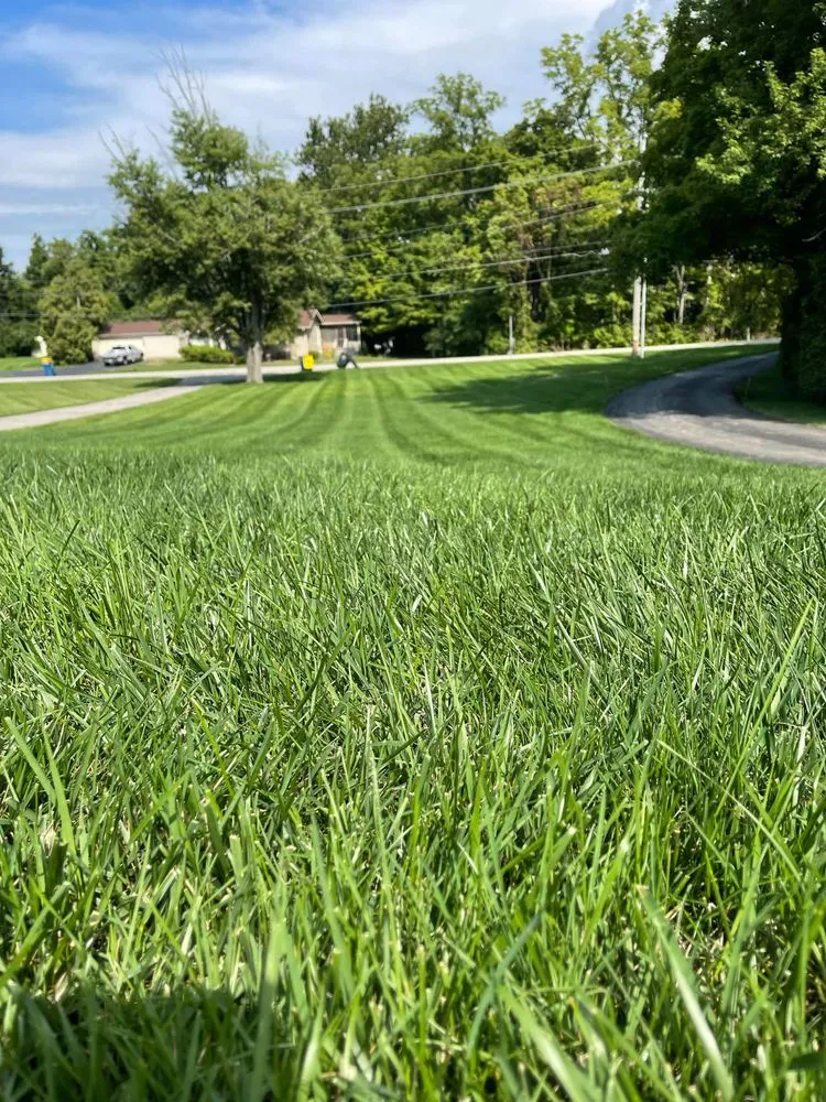 Trusted yard cleanup service in Indianapolis, IN by Back to Basics Fertilizer