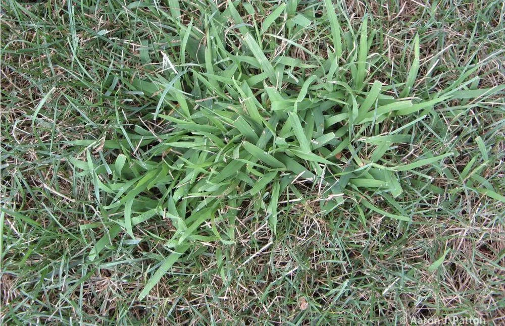 Trusted yard maintenance in Indianapolis, IN by Back to Basics Fertilizer