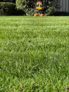 Custom yard maintenance in Indianapolis, IN by Back to Basics Fertilizer