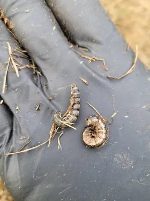 Back to Basics Fertilizer Logo