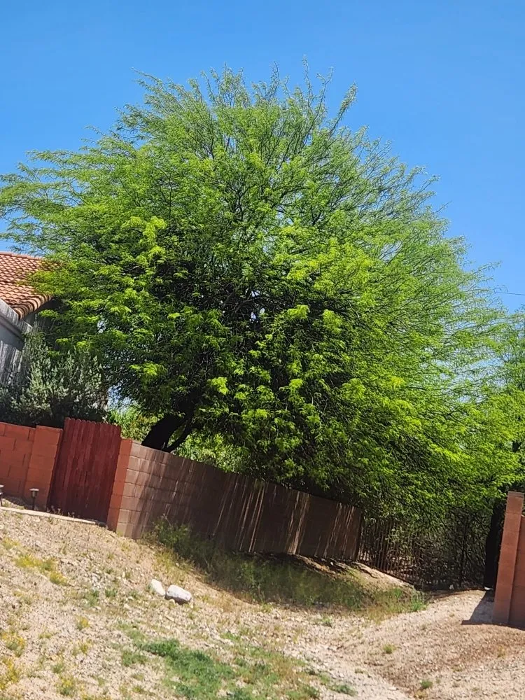 Expert lawn mowing service for residential properties across Tucson, AZ - Back To Life Landscape And Remodel