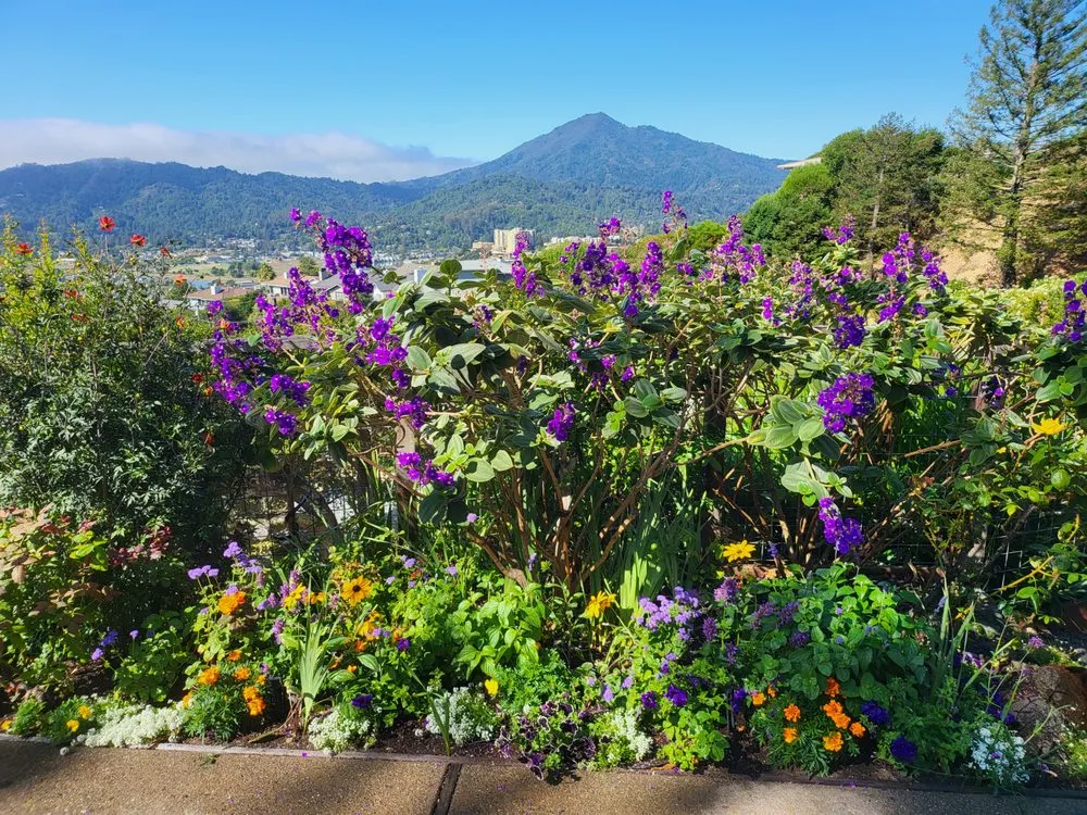 Reliable yard cleanup service for year-round maintenance in Novato, CA by Back To The Roots Landscaping