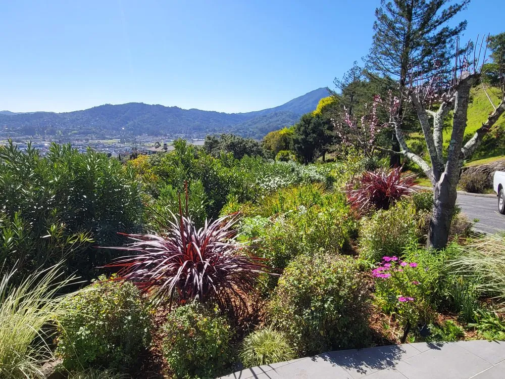 Top-rated lawn care service in Novato, CA - Back To The Roots Landscaping