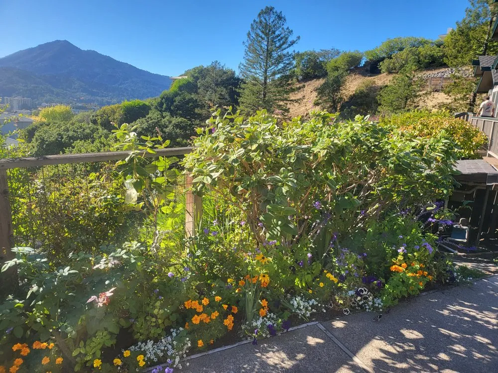 Top-rated lawn mowing service in Novato, CA - Back To The Roots Landscaping