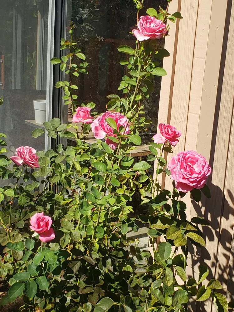 Custom yard cleanup service in Novato, CA by Back To The Roots Landscaping