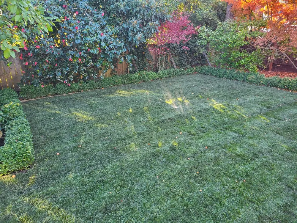 Professional landscape design in Novato, CA by Back To The Roots Landscaping