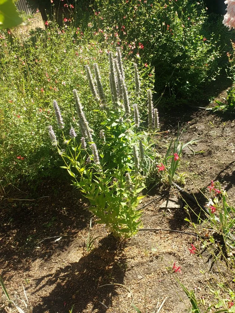 Reliable outdoor landscaping for beautiful yards in Novato, CA by Back To The Roots Landscaping