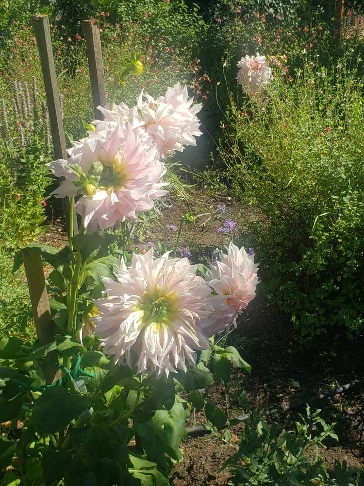 Trusted residential landscaping experts serving Novato, CA - Back To The Roots Landscaping