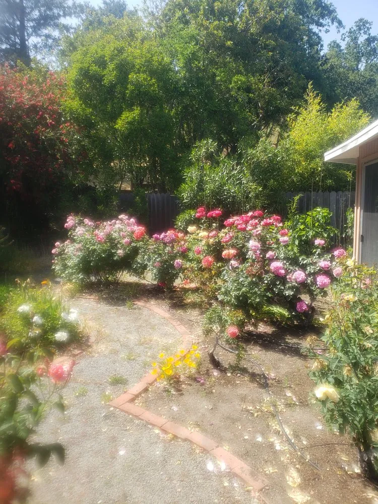 Custom yard maintenance for outdoor upgrades across Novato, CA - Back To The Roots Landscaping