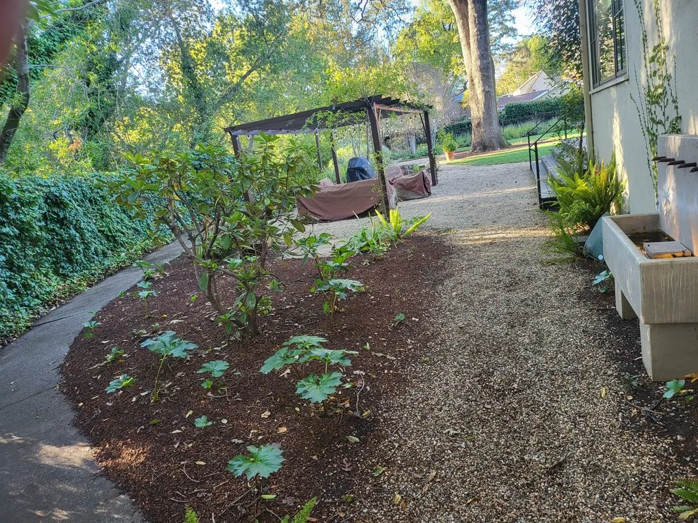 Local lawn care service near you in Novato, CA by Back To The Roots Landscaping