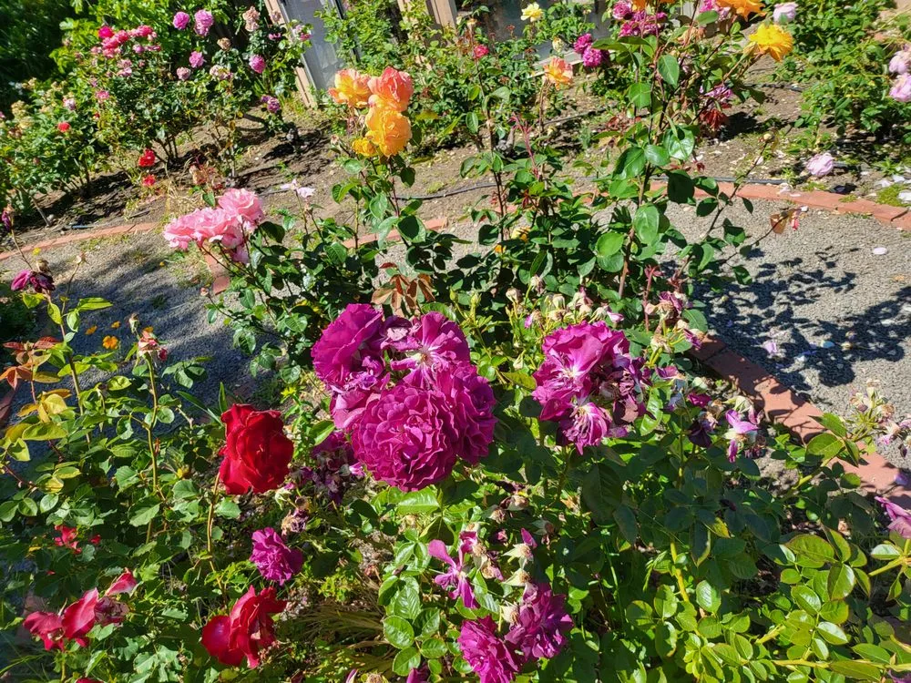 Affordable yard cleanup service in Novato, CA - Back To The Roots Landscaping