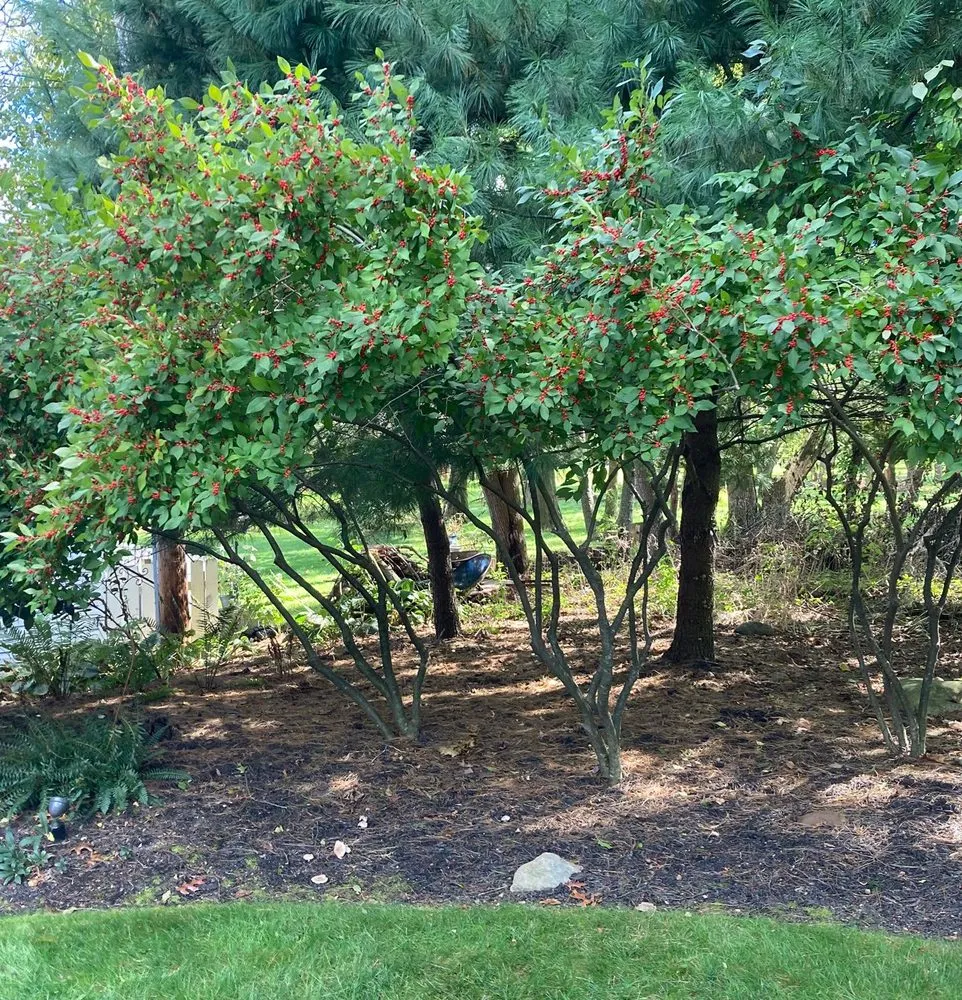 Expert outdoor landscaping near you across Palmerton, PA - Back Your Yard