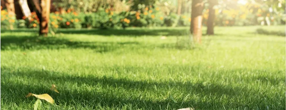 Local landscape installation experts serving Portland, TN - Back2Basics