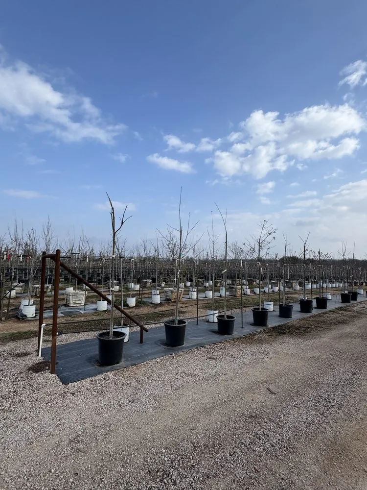 Affordable residential landscaping in Marble Falls, TX - Backbone Valley Nursery
