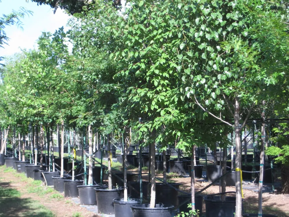 Trusted lawn care service experts serving Marble Falls, TX - Backbone Valley Nursery