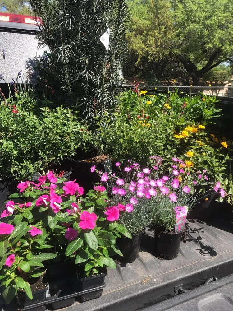 Professional yard cleanup service for outdoor upgrades in Marble Falls, TX by Backbone Valley Nursery