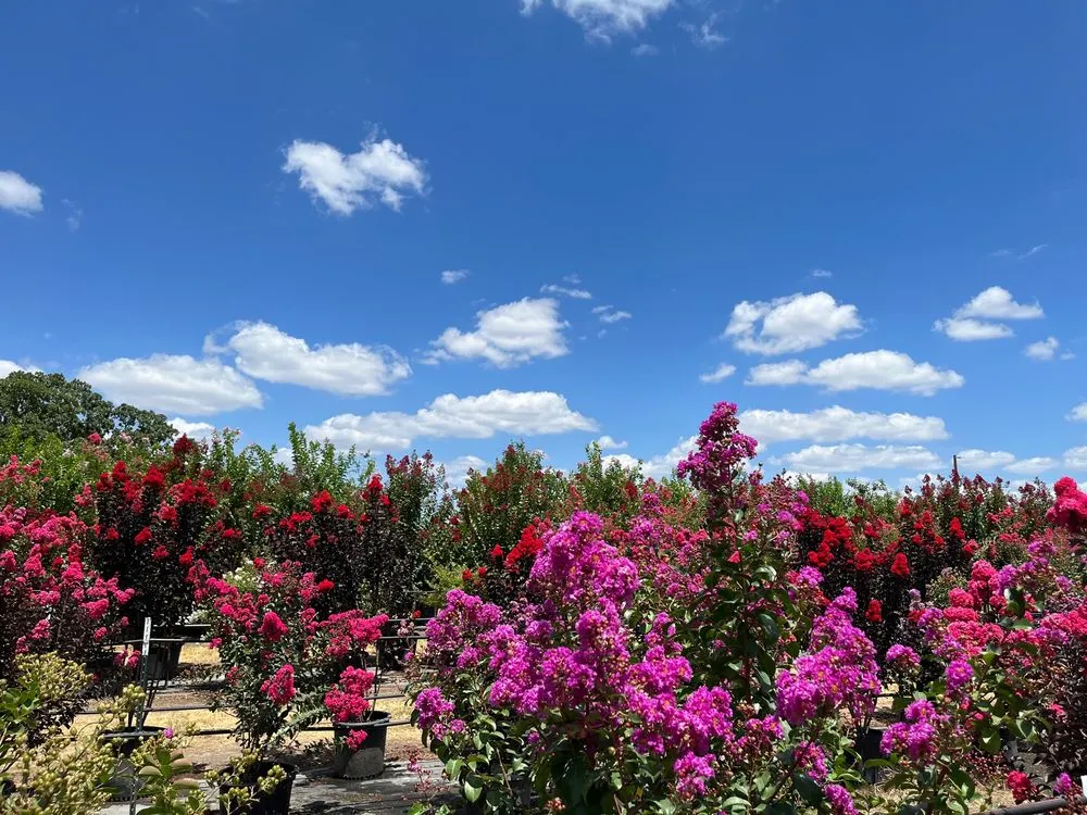 Affordable garden landscaping experts serving Marble Falls, TX - Backbone Valley Nursery