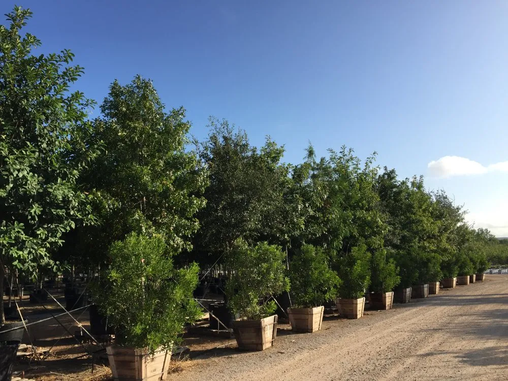Affordable landscape installation for homes across Marble Falls, TX - Backbone Valley Nursery
