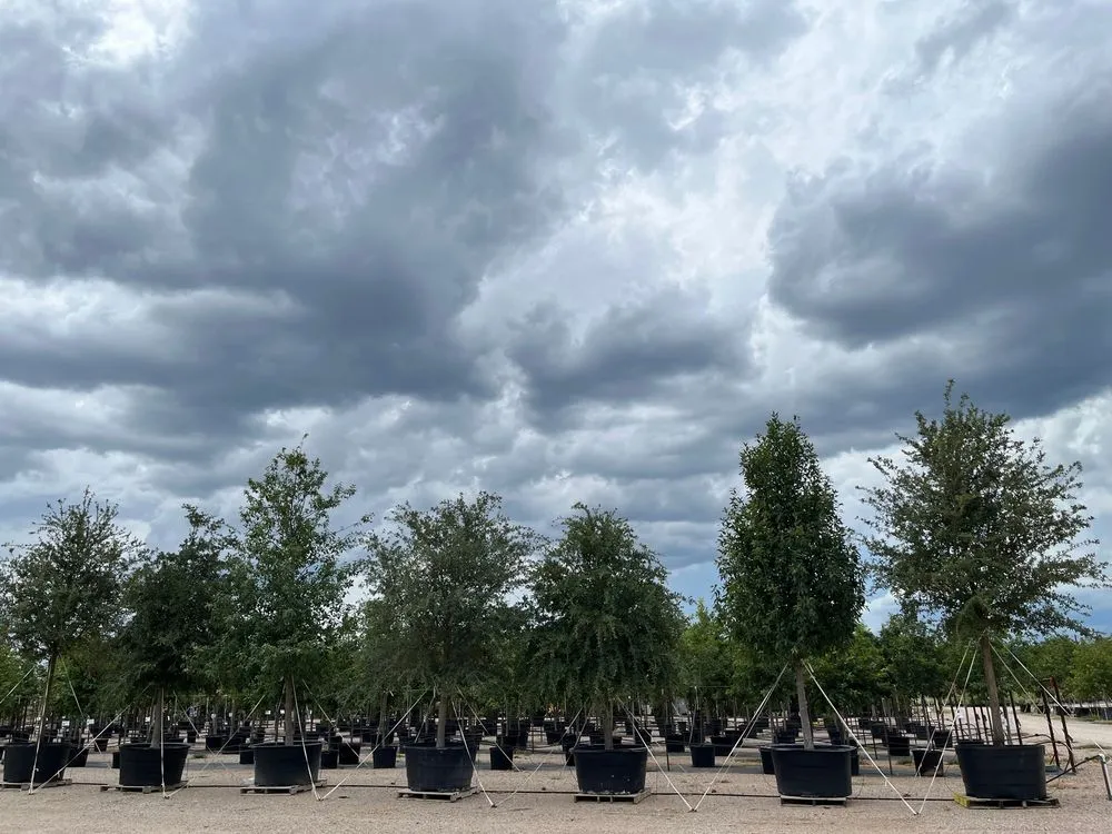 Top-rated outdoor landscaping in Marble Falls, TX - Backbone Valley Nursery