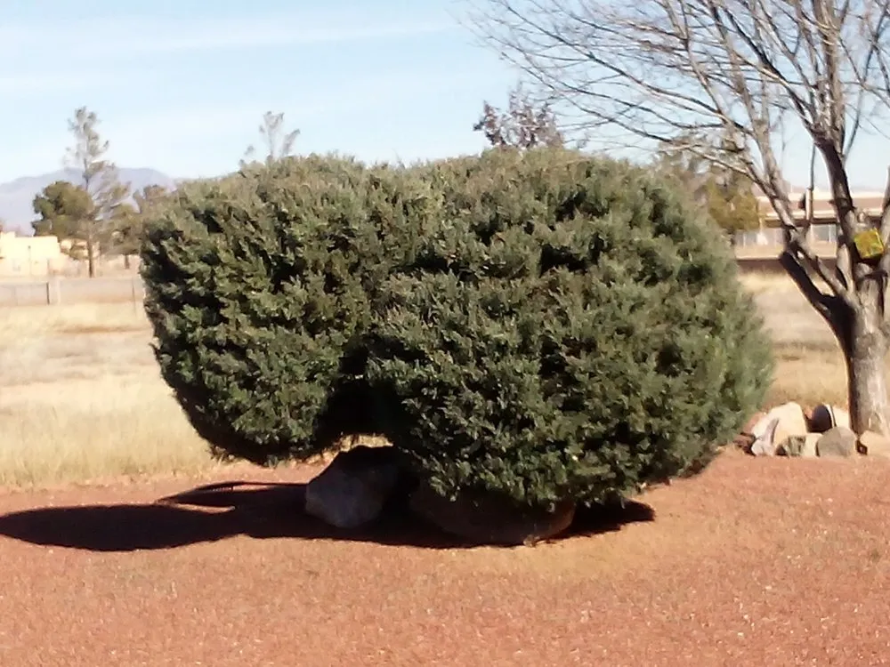 Professional residential landscaping for homes across Pearce, AZ - Backcountry Landscaping & Home