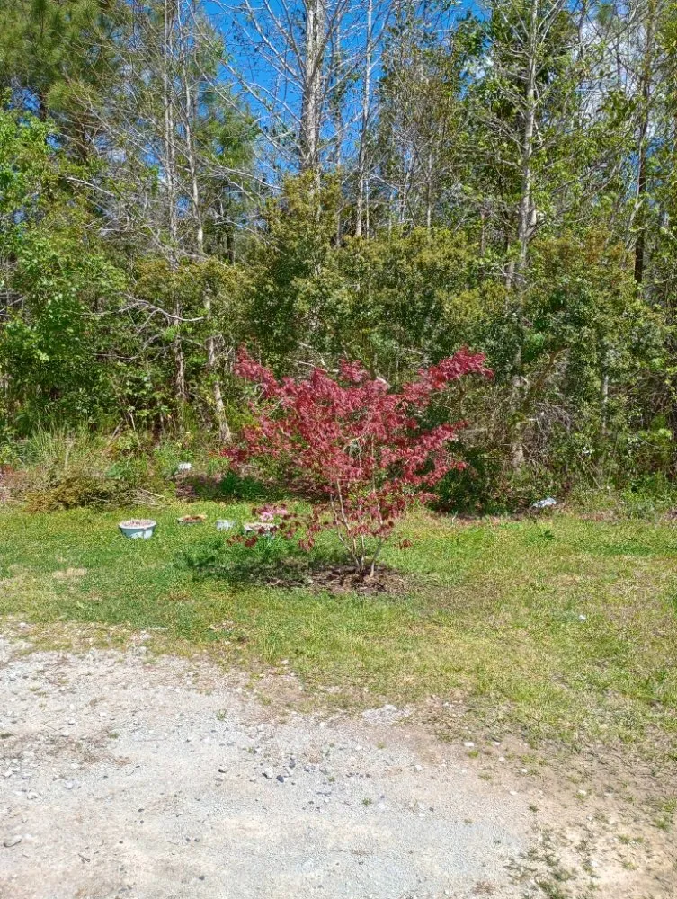 Expert yard maintenance for year-round maintenance in Southport, NC by Backwoods Landscaping