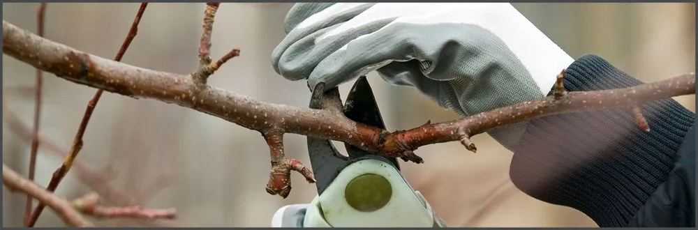 Trusted lawn care service experts serving Springfield, MO - Backwood's Lawn and Landscaping