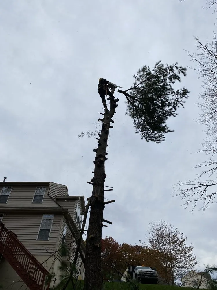 Reliable landscaping services in Stroudsburg, PA by Backwoods Tree Service