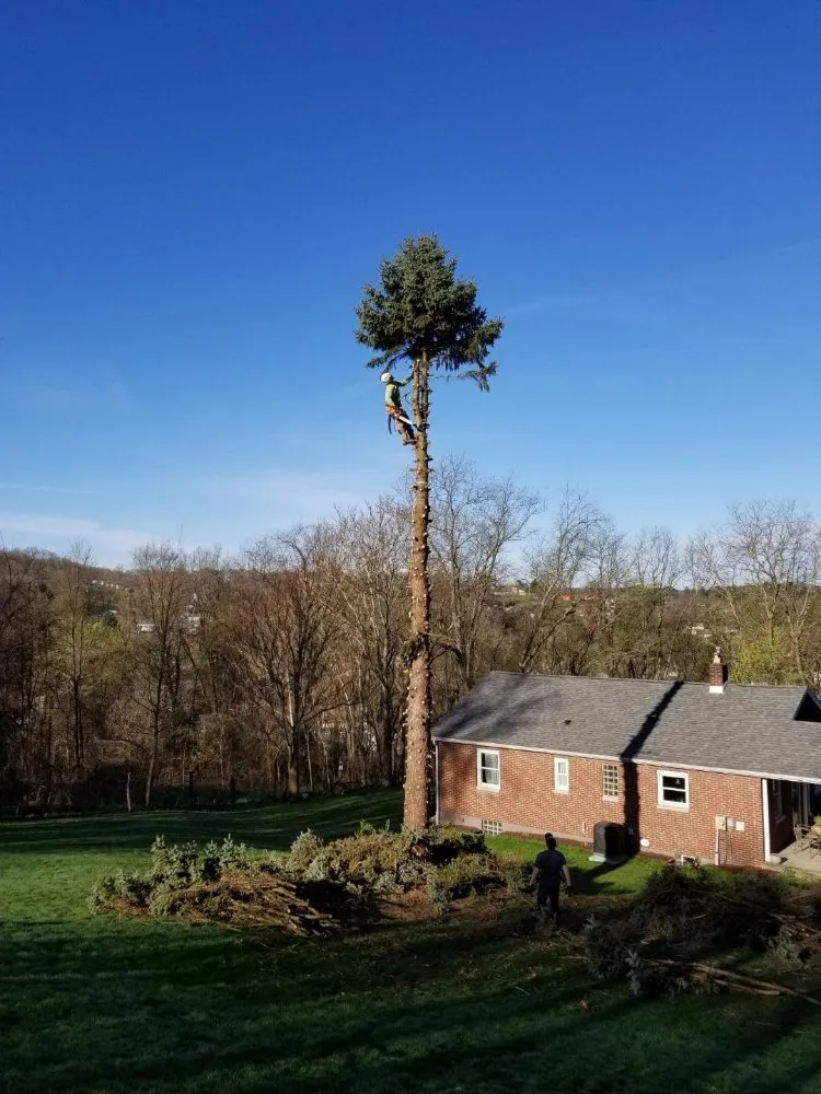 Affordable lawn care service near you in Bentleyville, PA by Backyard & Beyond Tree Care