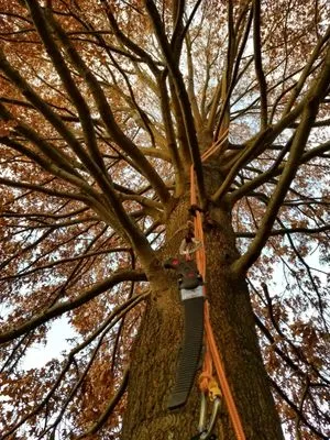 Backyard & Beyond Tree Care