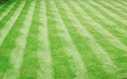 Reliable outdoor landscaping for year-round maintenance across Bellevue, WA - Backyard Barbarians