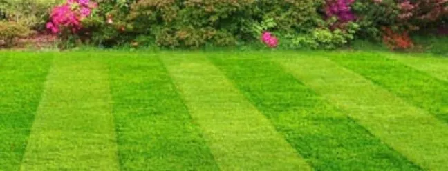 Expert landscaping services in Bellevue, WA - Backyard Barbarians