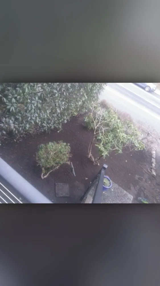 Trusted lawn mowing service in Bellevue, WA by Backyard Barbarians