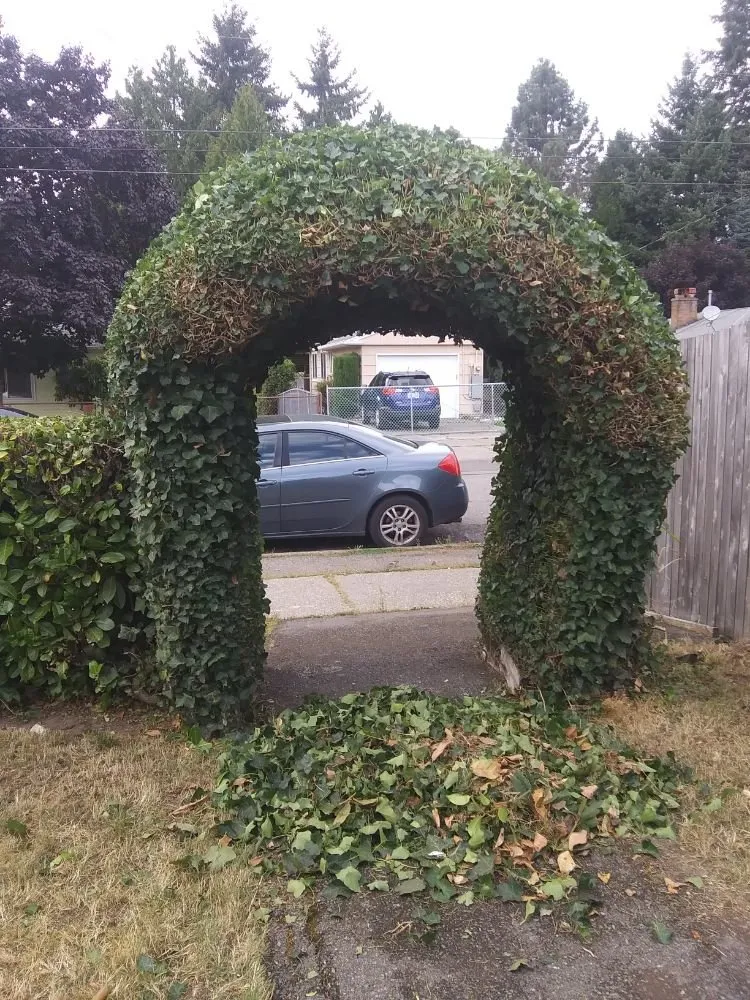 Local lawn care service for homes across Bellevue, WA - Backyard Barbarians