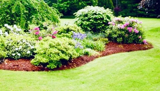 Trusted yard cleanup service in Bellevue, WA by Backyard Barbarians