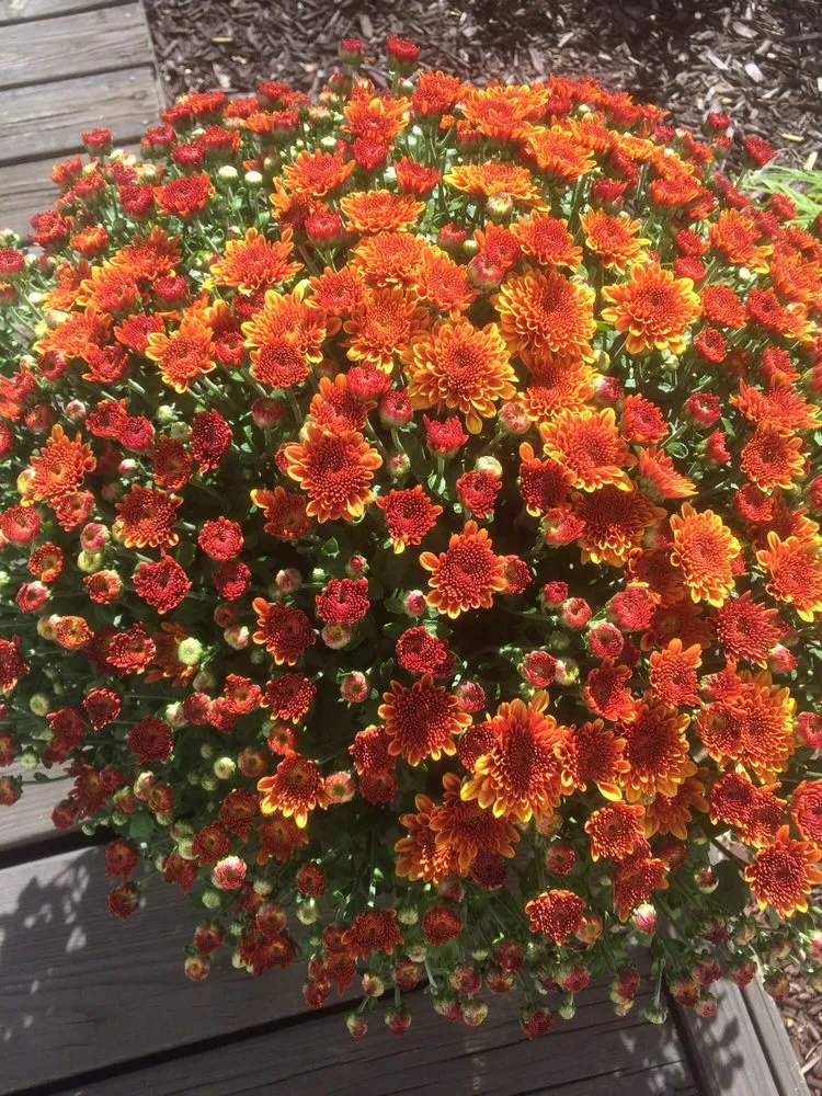 Reliable landscaping services near you in Indianapolis, IN by Backyard Blessings