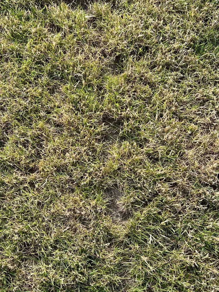 Custom landscaping services in Longview, WA by Backyard Blitz