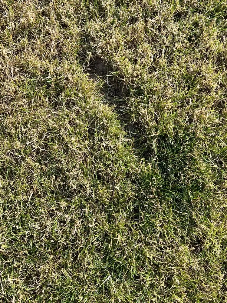 Expert yard cleanup service in Longview, WA - Backyard Blitz