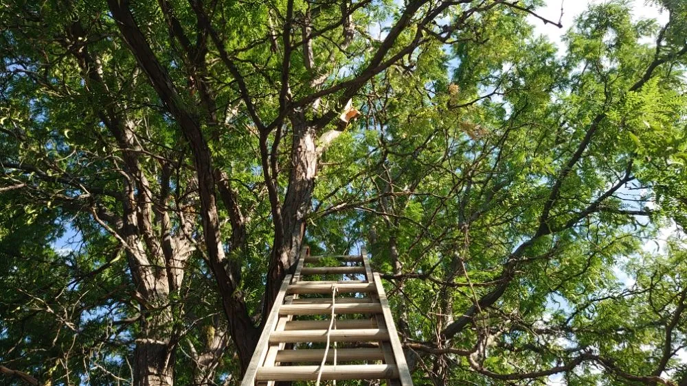 Affordable garden landscaping in Littleton, CO by Backyard Bros