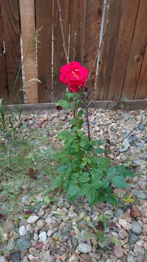 Reliable garden landscaping for outdoor upgrades in Littleton, CO by Backyard Bros