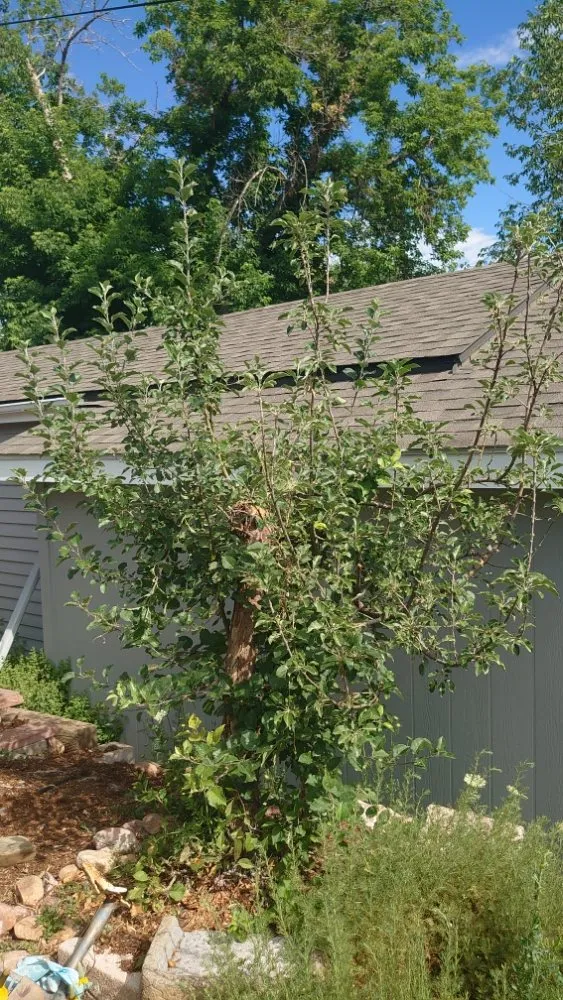 Affordable landscape design with custom design across Littleton, CO - Backyard Bros