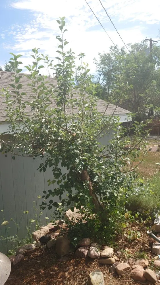 Expert landscape installation in Littleton, CO - Backyard Bros