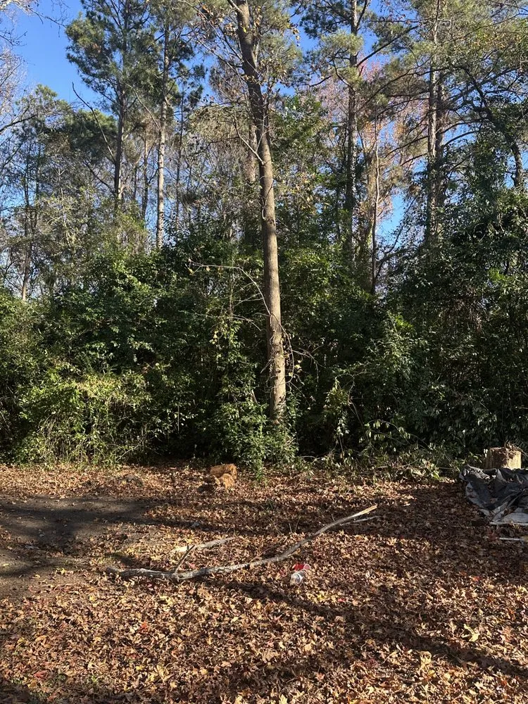 Reliable lawn care service in Pelion, SC - Backyard Bushhog