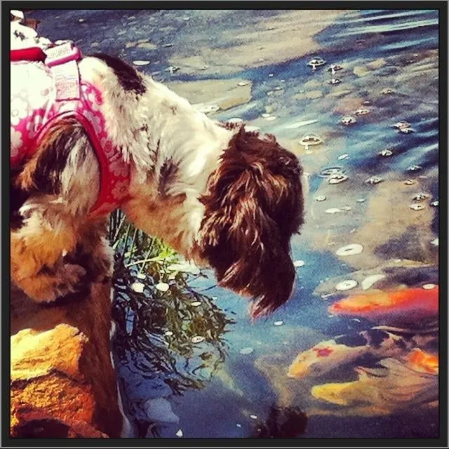 Custom lawn mowing service in Aubrey, TX by Backyard Concepts