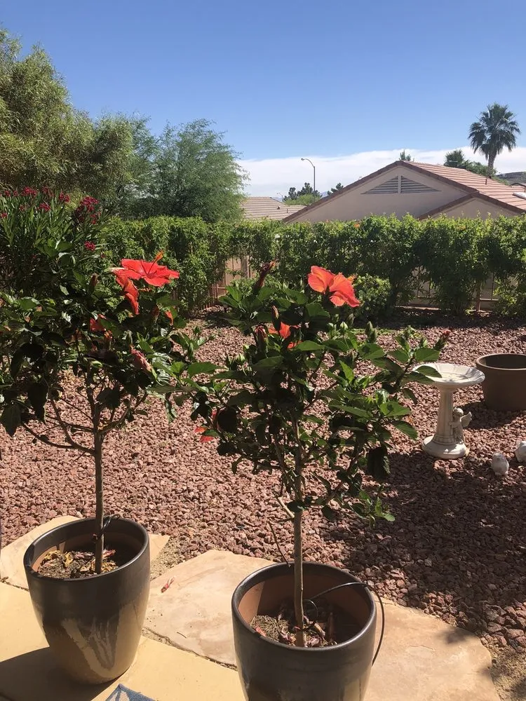 Local landscape installation in Henderson, NV - Backyard Connection