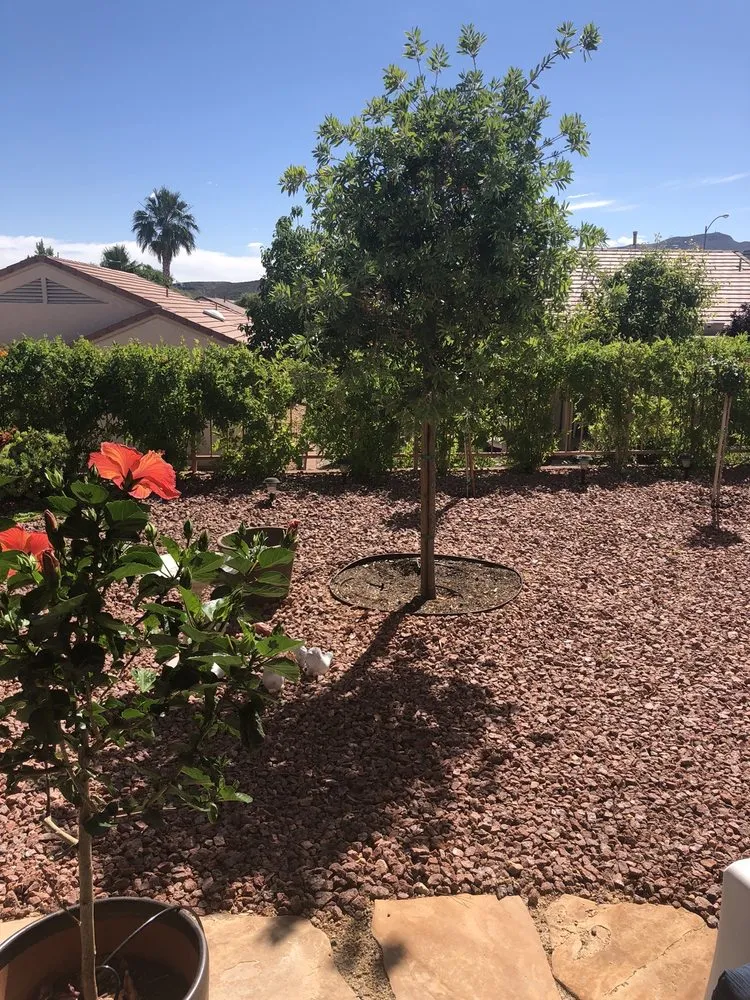 Affordable lawn care service in Henderson, NV by Backyard Connection