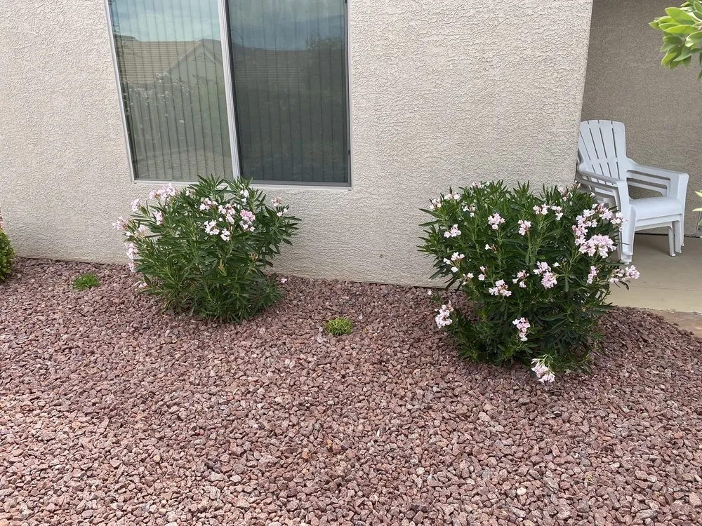 Trusted garden landscaping for beautiful yards across Henderson, NV - Backyard Connection