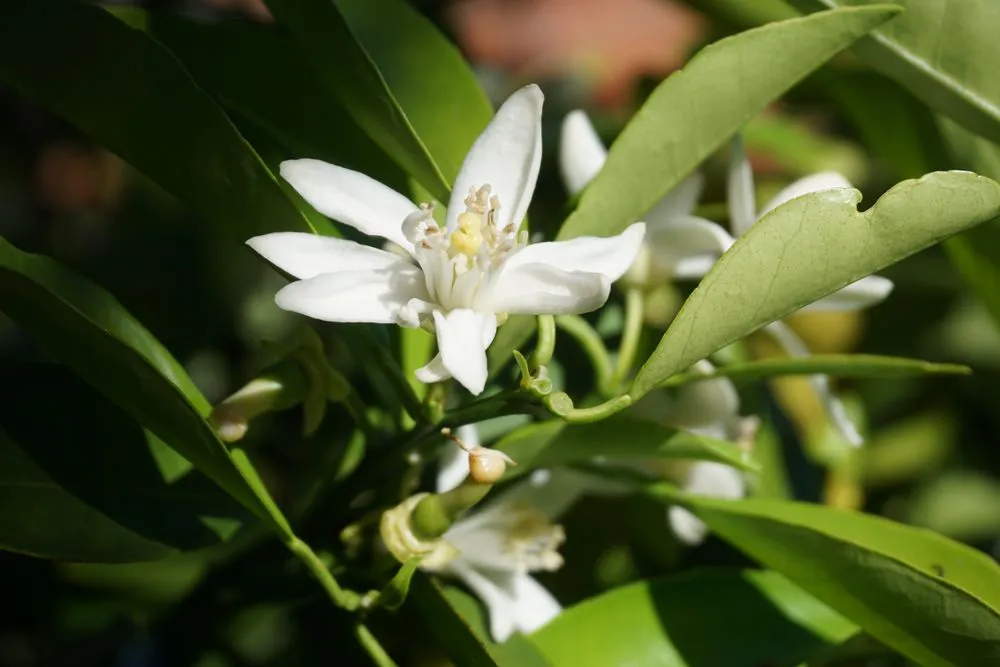 Trusted landscape design for year-round maintenance across Lake Mary, FL - Backyard Designer Farms