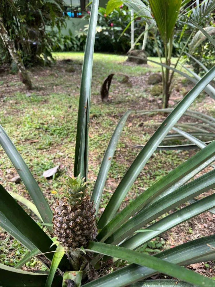 Expert lawn mowing service experts serving Lake Mary, FL - Backyard Designer Farms